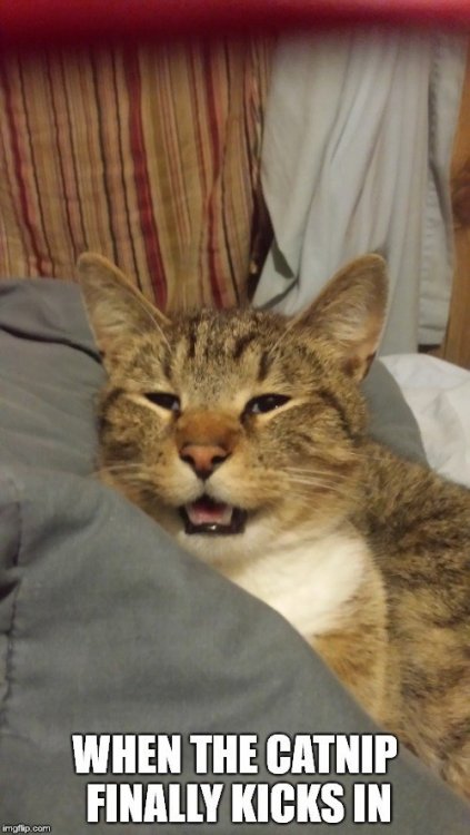 cat 7.jpg