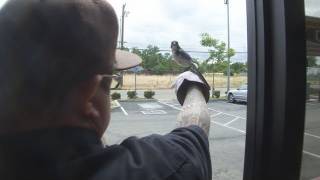 More information about "Wild Blue Jay Bird Rides my Finger out of shop to Freedom (CRAZY!) SMD Throwback!"