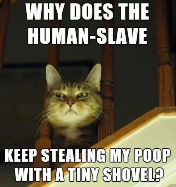 human slave to cat.jpg