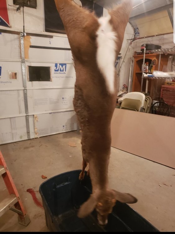 20191121_152303.thumb.jpg.53c7c6f059b34699faf23397f9317cc3.jpg