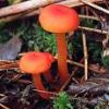 Luv2shrOOm