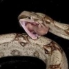 bassfreake